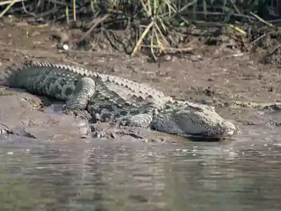 crocodile-safari-at-parchuri-in-guhagar-konkan